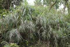 Phragmites karka